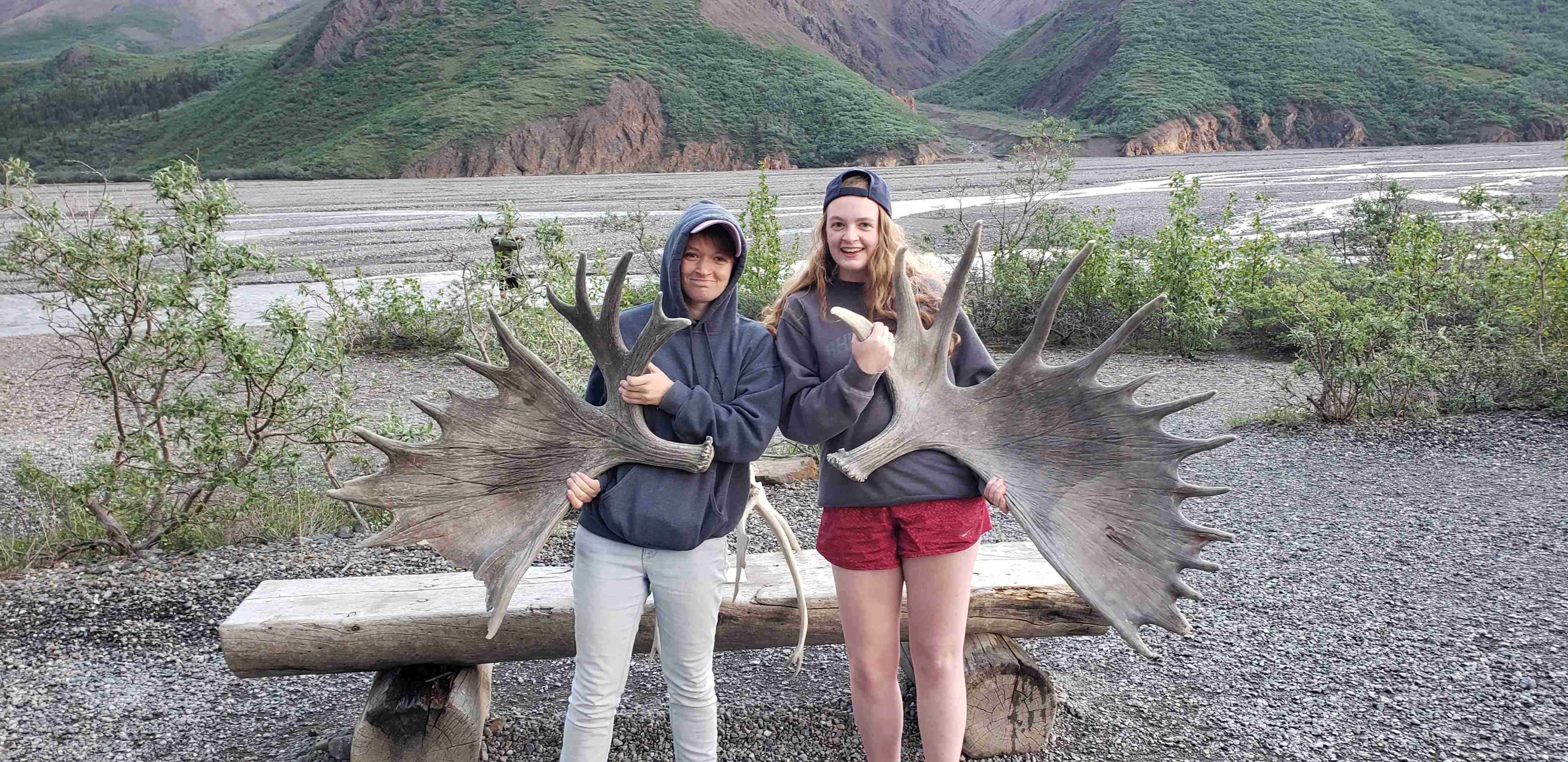 2019-06-14 ALCAN Denali Tolkat JC moose.jpg